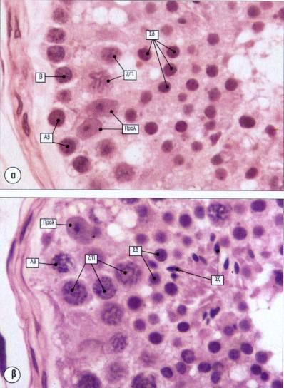IP qayd qilingan eshaklarning porno suratlari