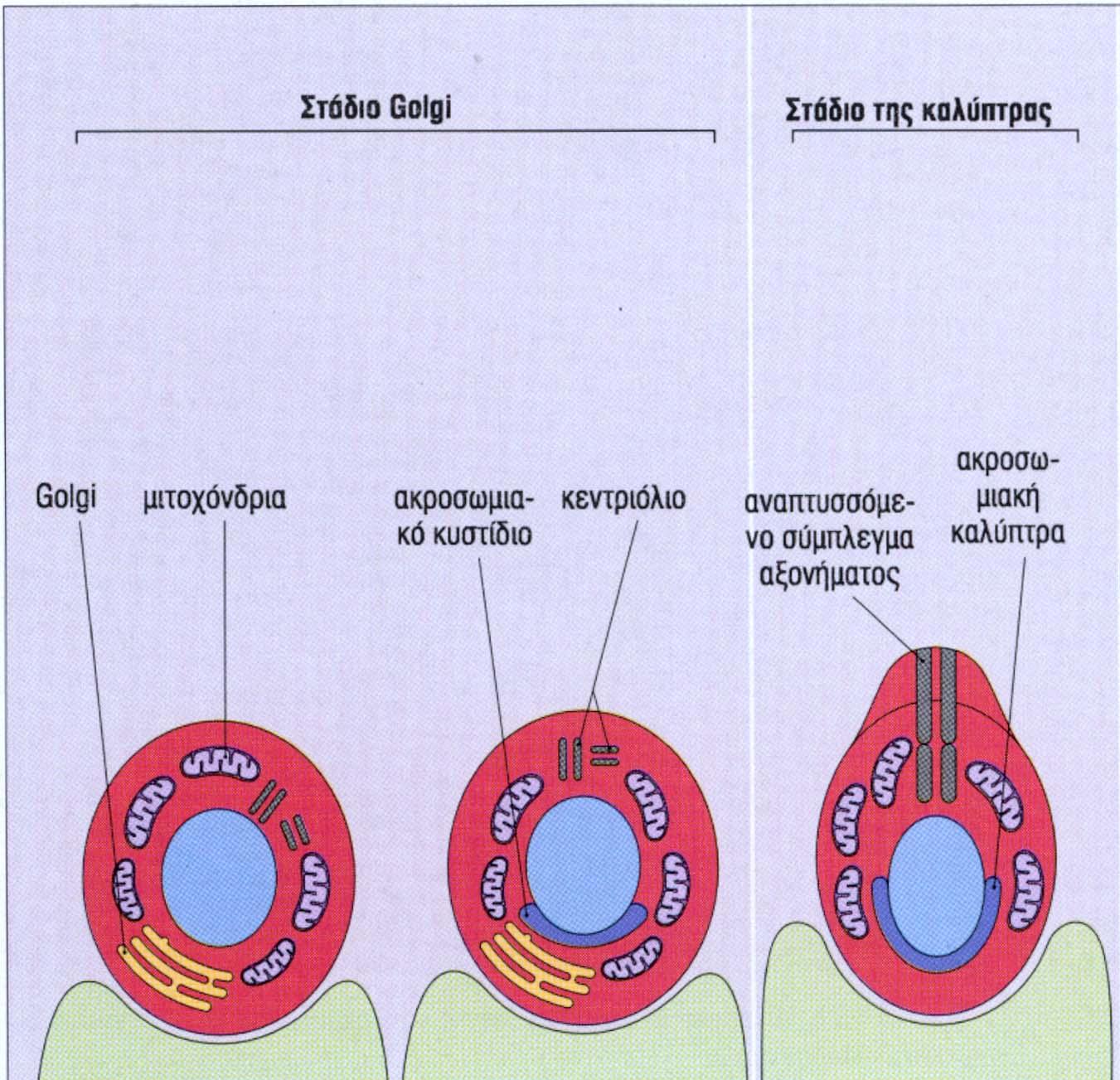 My Pickup ni onlayn tomosha qiling