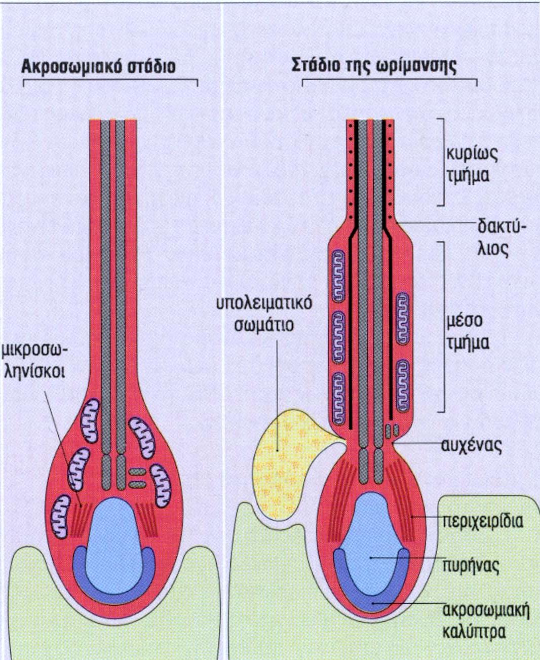 Xususiy porno filmlar va videolar